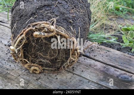 Une racine liée d'un palmier date - Phoenix dactylifera gros plan. Dans les proces de rempotage. Banque D'Images