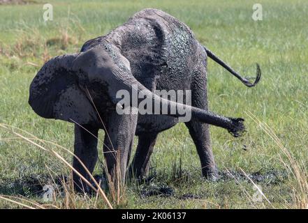 Éléphant d'Afrique sous-adulte ayant un bain de boue pour aider à contrôler les parasites externes et les ravageurs sur sa peau Banque D'Images