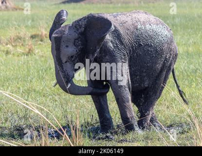 Éléphant d'Afrique sous-adulte ayant un bain de boue pour aider à contrôler les parasites externes et les ravageurs sur sa peau Banque D'Images