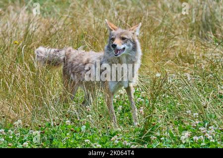 Kojote (Canis latrans), dans la prairie Banque D'Images