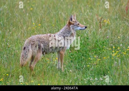 Kojote (Canis latrans), dans la prairie Banque D'Images