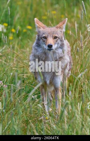 Kojote (Canis latrans), dans la prairie Banque D'Images