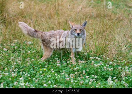 Kojote (Canis latrans), dans la prairie Banque D'Images