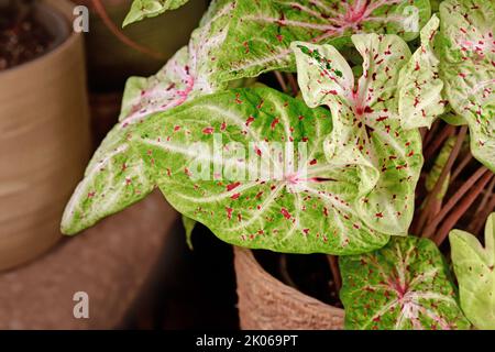 Feuille de la maison 'Caladium Miss Muffet' avec des feuilles roses et vertes avec des points rouges Banque D'Images