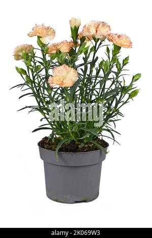 Fleurs orange en pot 'Dianthus caryophyllus' sur fond blanc Banque D'Images