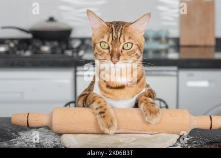 Un chat domestique drôle roule de la pâte à pizza sur la table de cuisine à l'aide d'un rouleau. Banque D'Images