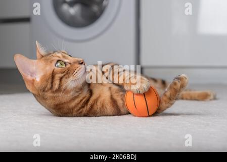Le chat Bengale joue avec une balle sur le sol. Jouer à Cat.