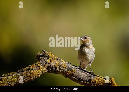 Chaffinch commun reflété dans un bassin d'eau. Banque D'Images
