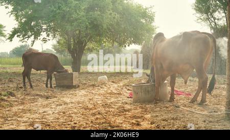 Précaution du virus de lampi, un agriculteur indien brûle des feuilles sèches avec du camphre pour sauver son animal de la maladie de peau de lampi ou de grumeaux. Banque D'Images