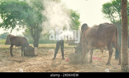 Un agriculteur indien brûlant des feuilles d'arbre de neem pour sauver ses vaches de la maladie de Lumpy ou de lampi. Précaution contre les maladies grumeleuses. Banque D'Images