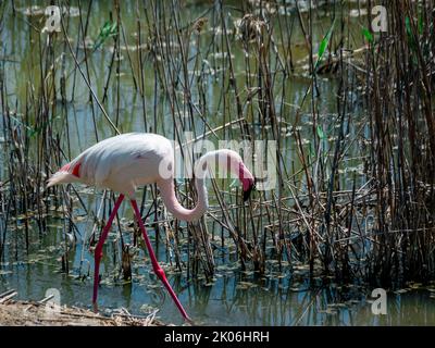 un flamant rose marche sur la rive d'un lac au milieu de la végétation Banque D'Images