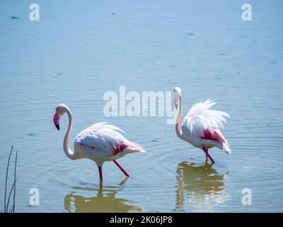 deux flamants roses marchent dans les eaux peu profondes Banque D'Images
