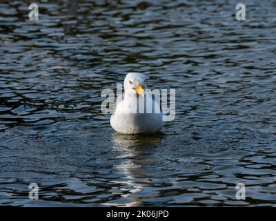 la mouette flotte à la surface de l'eau Banque D'Images