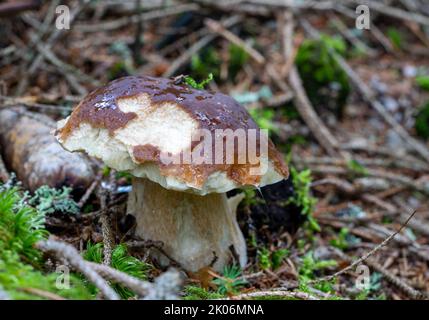 Champignons Porcini (Boletus edulis) dans la forêt Banque D'Images