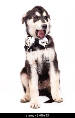 Portrait d'un grand chiot mongrel avec un arc autour de son cou. Couleur noire avec des marques marron clair, isolée sur un fond blanc Banque D'Images