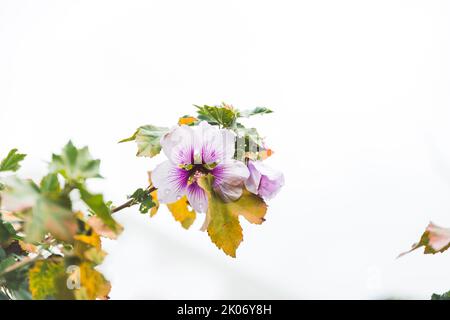 hibiscus syriacus althea rose de la fleur de sharon (également appelée hibiscus aphrodite) avec des couleurs pourpres et blanches et ciel couvert en arrière-plan Banque D'Images