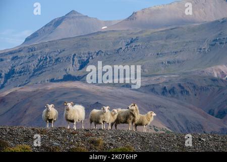 Moutons avec Hvannagil (Vallée d'Or) en arrière-plan, Vallée de Jökulsá, Skagafjordur, Islande Banque D'Images