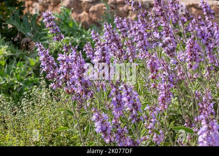 Sauge à fleurs (Salvia officinalis), Majorque, Espagne Banque D'Images