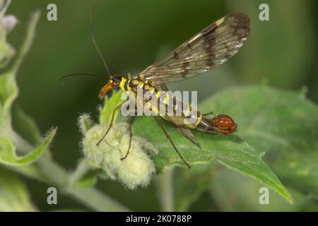 Guestot commun (Panorpa communis) mâle à la menthe (Mentha longifolia), Bade-Wurtemberg, Allemagne Banque D'Images