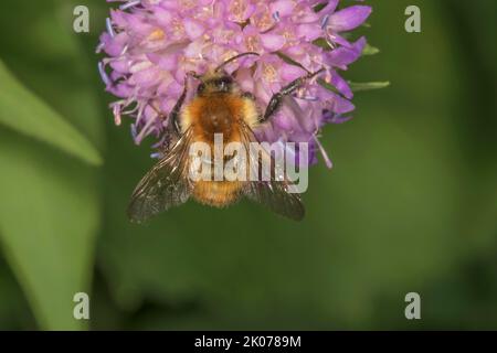 L'abeille commune (Bombus pascuorum) sur le terrain scabieux (Knautia arvensis), Baden-Wuerttemberg, Allemagne Banque D'Images