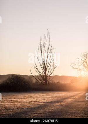 Oiseau assis sur un arbre dans la lumière du matin au lever du soleil derrière un pré, Diessen am Lake Ammer, Allemagne Banque D'Images