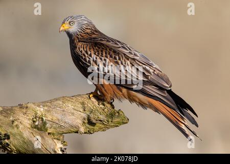 Red Kite (Milvus milvus) siégeant en Allemagne Banque D'Images