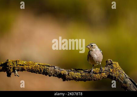 Chaffinch commun reflété dans un bassin d'eau. Banque D'Images