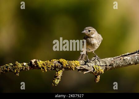 Chaffinch commun reflété dans un bassin d'eau. Banque D'Images