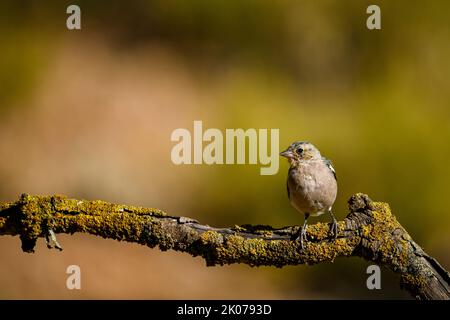 Chaffinch commun reflété dans un bassin d'eau. Banque D'Images