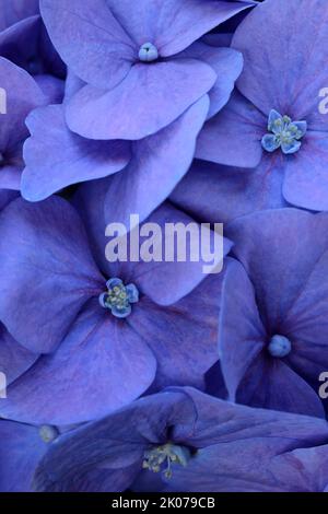 Hortensia bleu à feuilles bigales (Hydrangea macrophylla), détail floral Banque D'Images