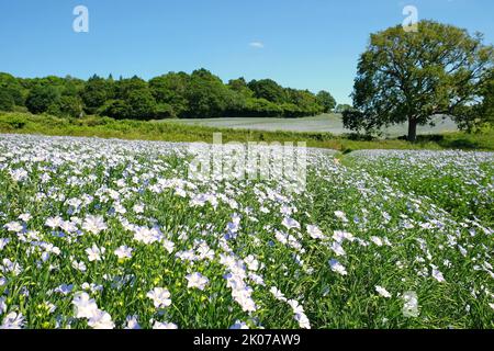 Fleur de lin bleu sur le terrain, Surrey, Royaume-Uni. Banque D'Images