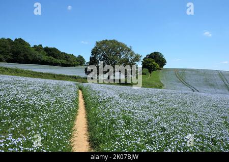 Fleur de lin bleu sur le terrain, Surrey, Royaume-Uni. Banque D'Images