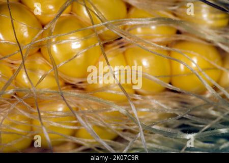 Maïs (Zea mays), maïs sur l'épi de maïs avec barbe de maïs, photographie alimentaire avec fond noir Banque D'Images