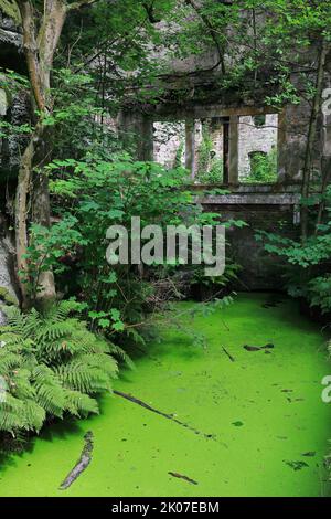 Centrale hydroélectrique abandonnée, lieux perdus, fenêtre, eau, fougère (Dryopteris filix-mas), fougères de leptosporangiate Banque D'Images