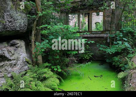 Centrale hydroélectrique abandonnée, lieux perdus, fenêtre, eau, fougère (Dryopteris filix-mas), fougères de leptosporangiate Banque D'Images