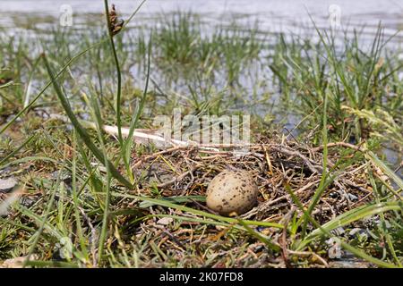 Sterne commune (Sterna hirundo), oeuf, nid, Réserve de biosphère du delta du Danube, Roumanie Banque D'Images