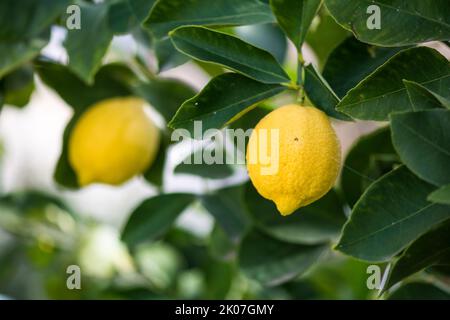 Plante de citron avec ses fruits. La Pampa Argentine Banque D'Images