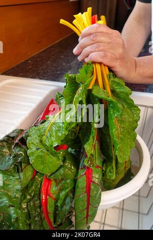 Betterave (Beta vulgaris subsp. Vulgaris), lavage de feuilles de bard, eau, évier, grille, Légumes, sains, végétariens, cuisine souabe, typique souabe Banque D'Images