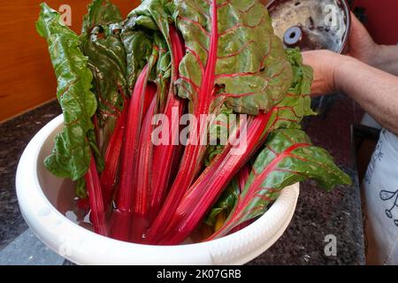 Betterave (Beta vulgaris subsp. Vulgaris), feuilles de bettes dans un bol de mélange avec de l'eau, légumes, sain, végétarien, cuisine souabe, Souabe typique Banque D'Images