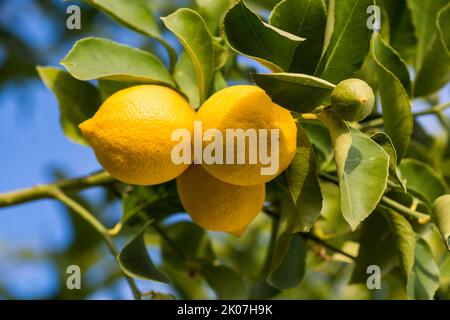 Plante de citron avec ses fruits. La Pampa Argentine Banque D'Images