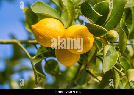 Plante de citron avec ses fruits. La Pampa Argentine Banque D'Images