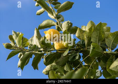 Plante de citron avec ses fruits. La Pampa Argentine Banque D'Images