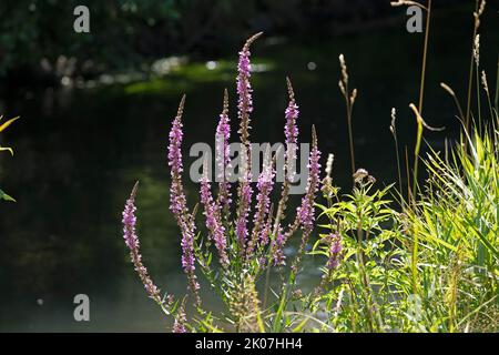 Salicaire pourpre (Lythrum salicaria), rivière Luhe près de Garstedt, Basse-Saxe, Allemagne Banque D'Images