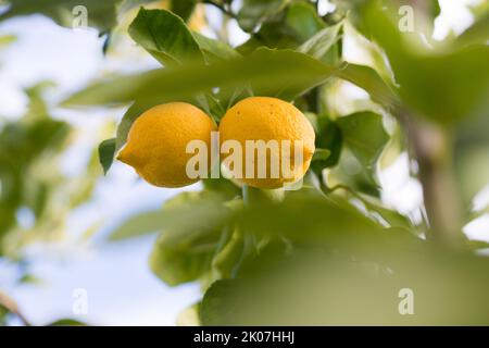 Plante de citron avec ses fruits. La Pampa Argentine Banque D'Images