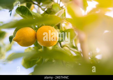 Plante de citron avec ses fruits. La Pampa Argentine Banque D'Images