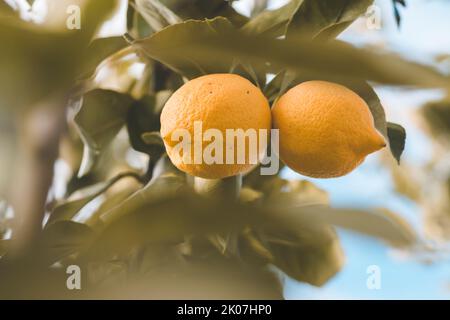 Plante de citron avec ses fruits. La Pampa Argentine Banque D'Images