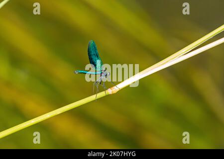 Damselfly sur Twigg, belle demoiselle (Calopteryx virgo), Garstedt, Basse-Saxe, Allemagne Banque D'Images