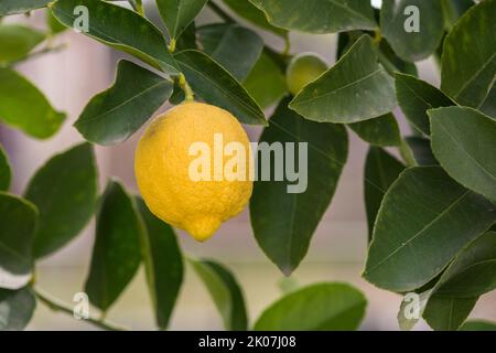 Plante de citron avec ses fruits. La Pampa Argentine Banque D'Images