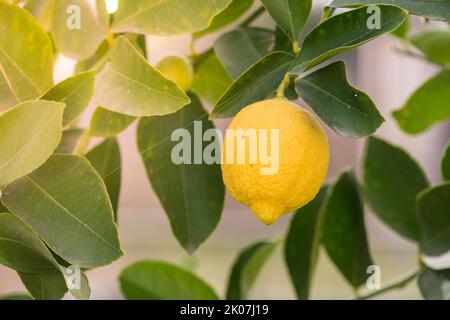 Plante de citron avec ses fruits. La Pampa Argentine Banque D'Images