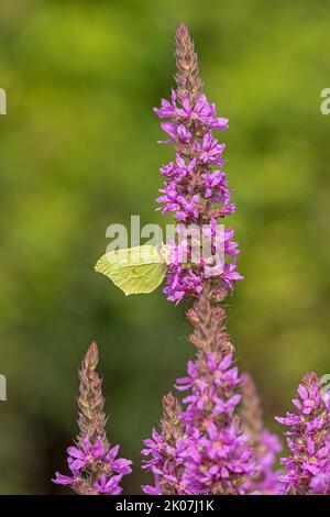 Papillon brimstone (Gonepteryx rhamni) collecteur de nectar, salicaire pourpre (Lythrum salicaria), près de Garstedt, Basse-Saxe, Allemagne Banque D'Images